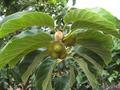 Artocarpus lakoocha